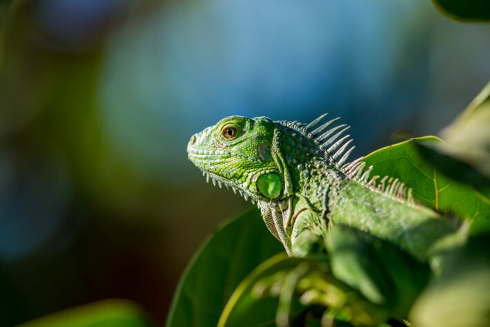 How many times to offer calcium supplements to my iguana