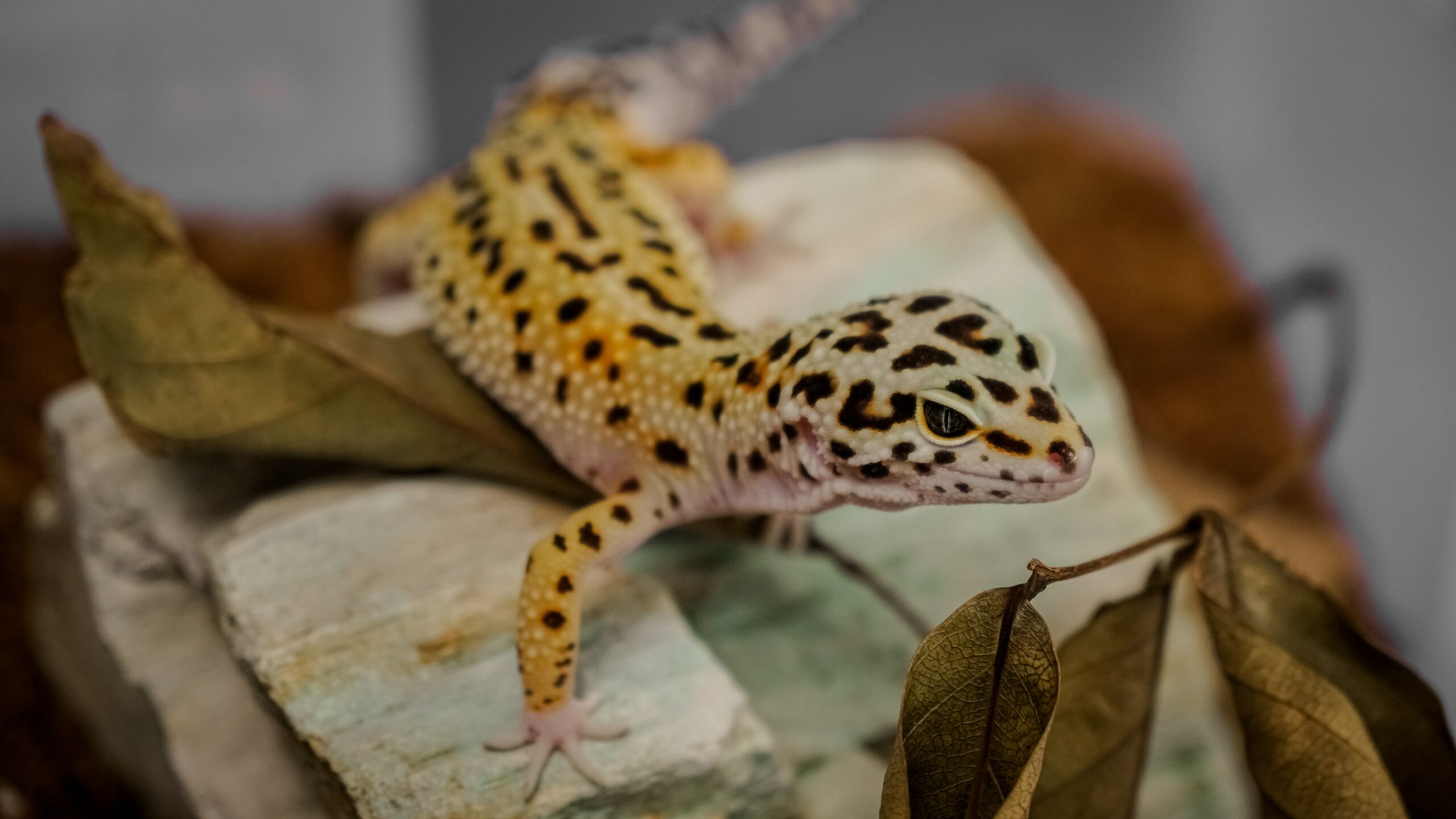 Top Reptile Species for First-Time Reptile Keepers