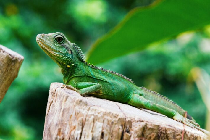 Most common health issues in reptiles and how can I prevent them