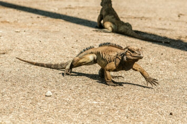 Physical signs of a healthy reptile