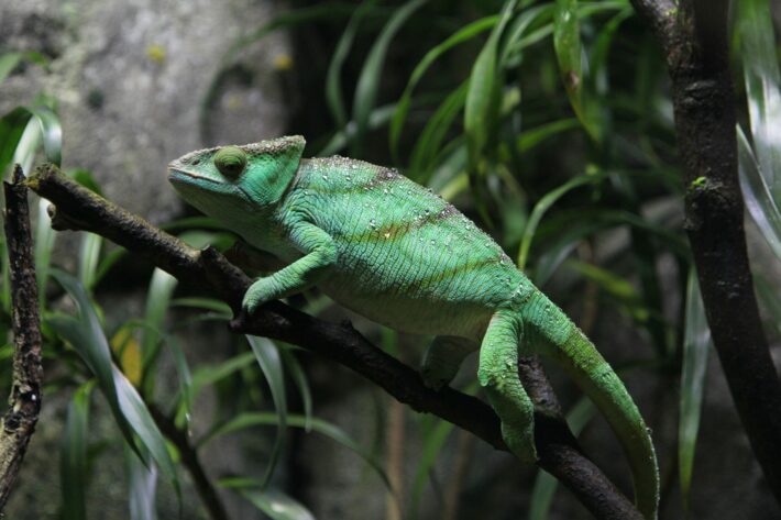 Basic equipment for maintaining a reptile habitat at home