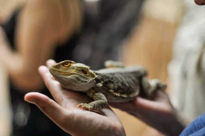 Top safety measures should be taken when keeping reptiles at home