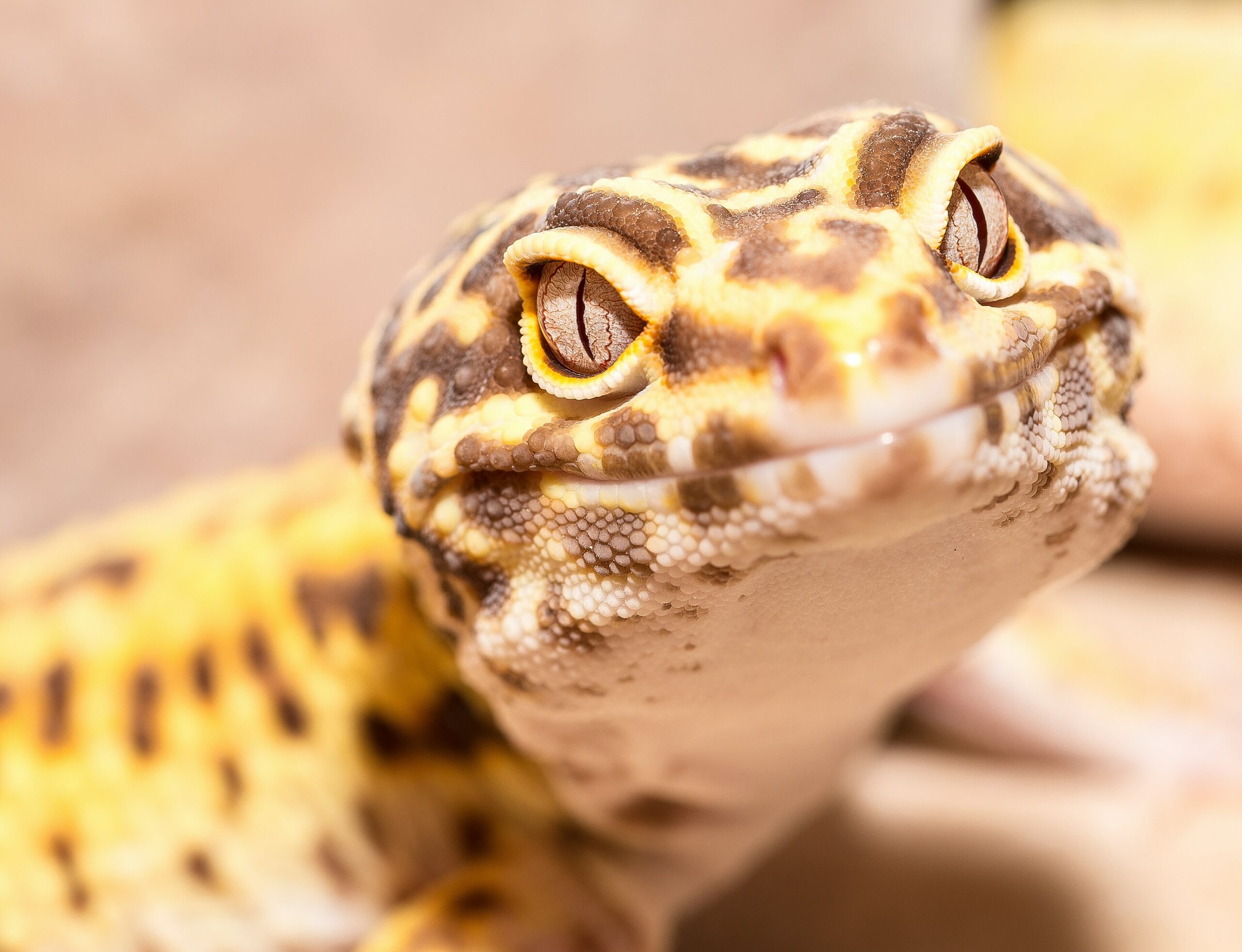 Pet Lizards Contribute to Children's Learnin