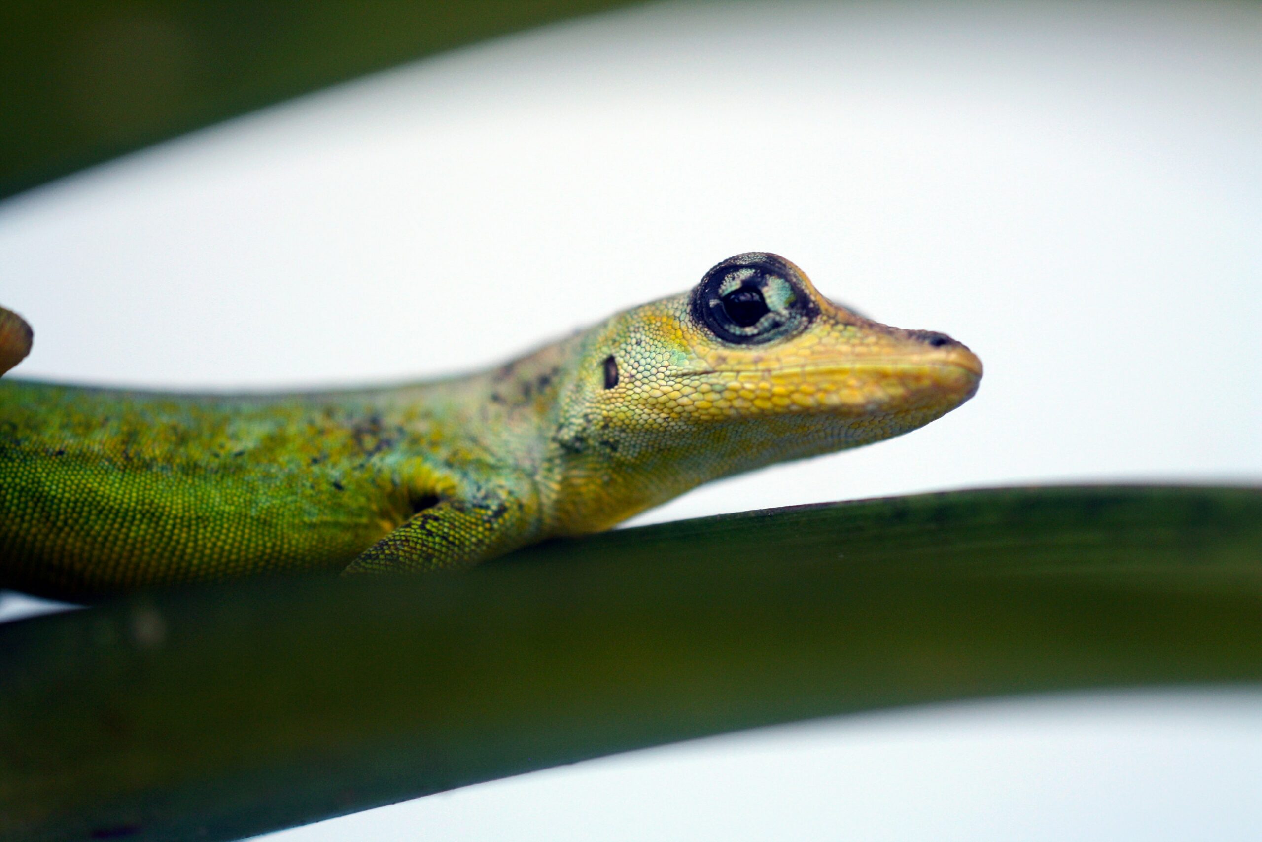 Panther Chameleon displaying vibrant colors