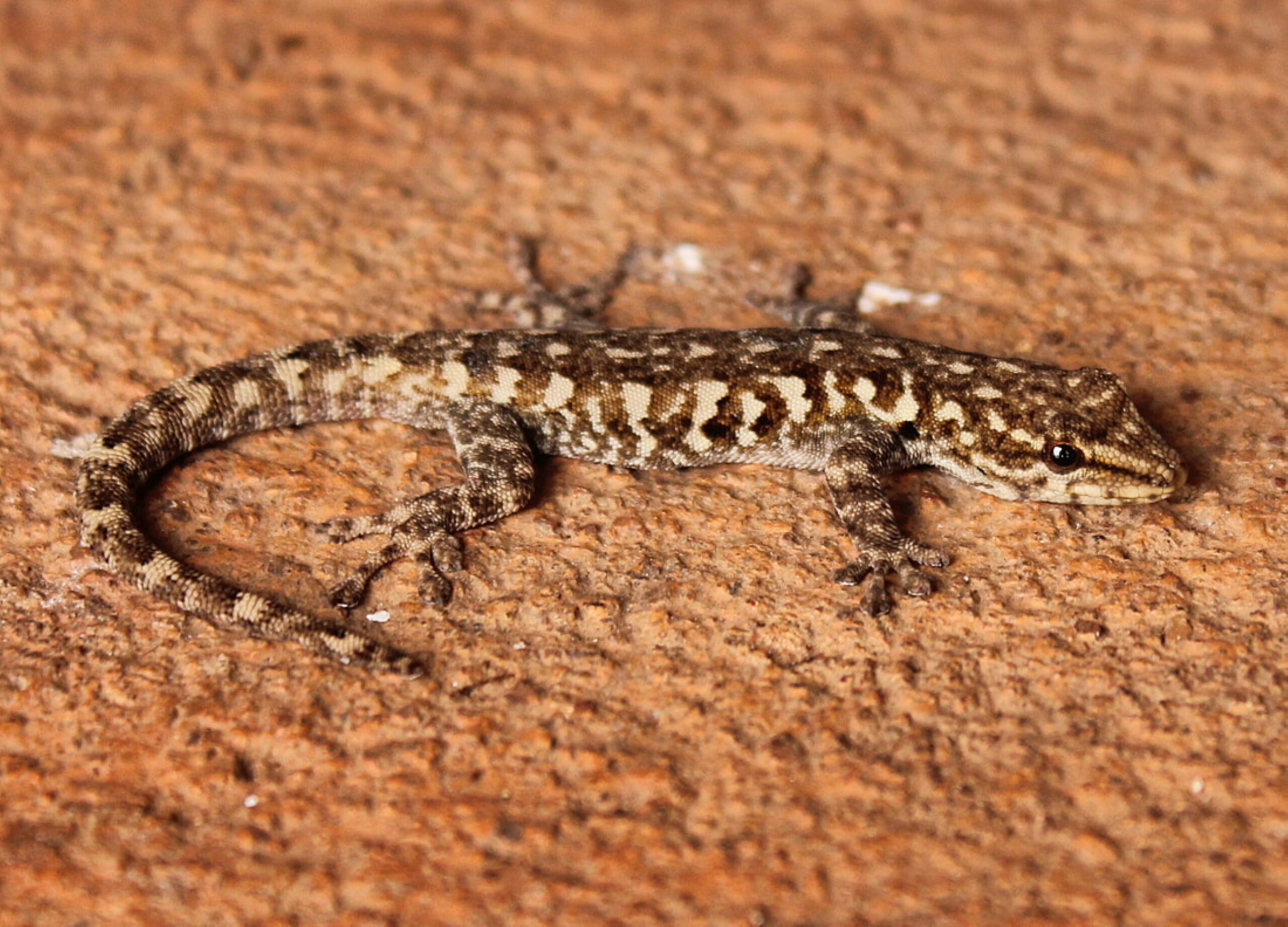 Pet Lizards as Perfect Educational Companion