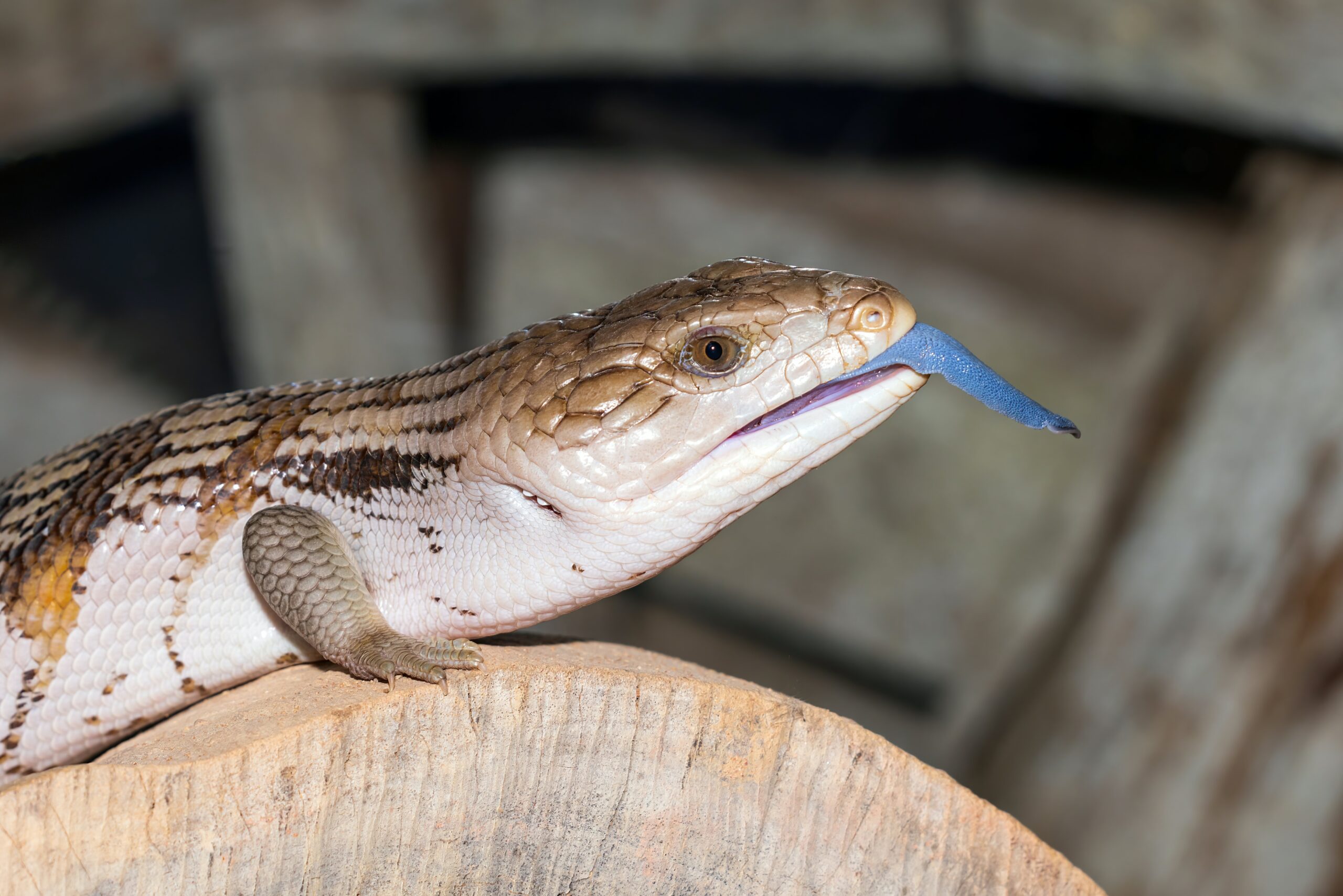 low-maintenance lizards for small spaces