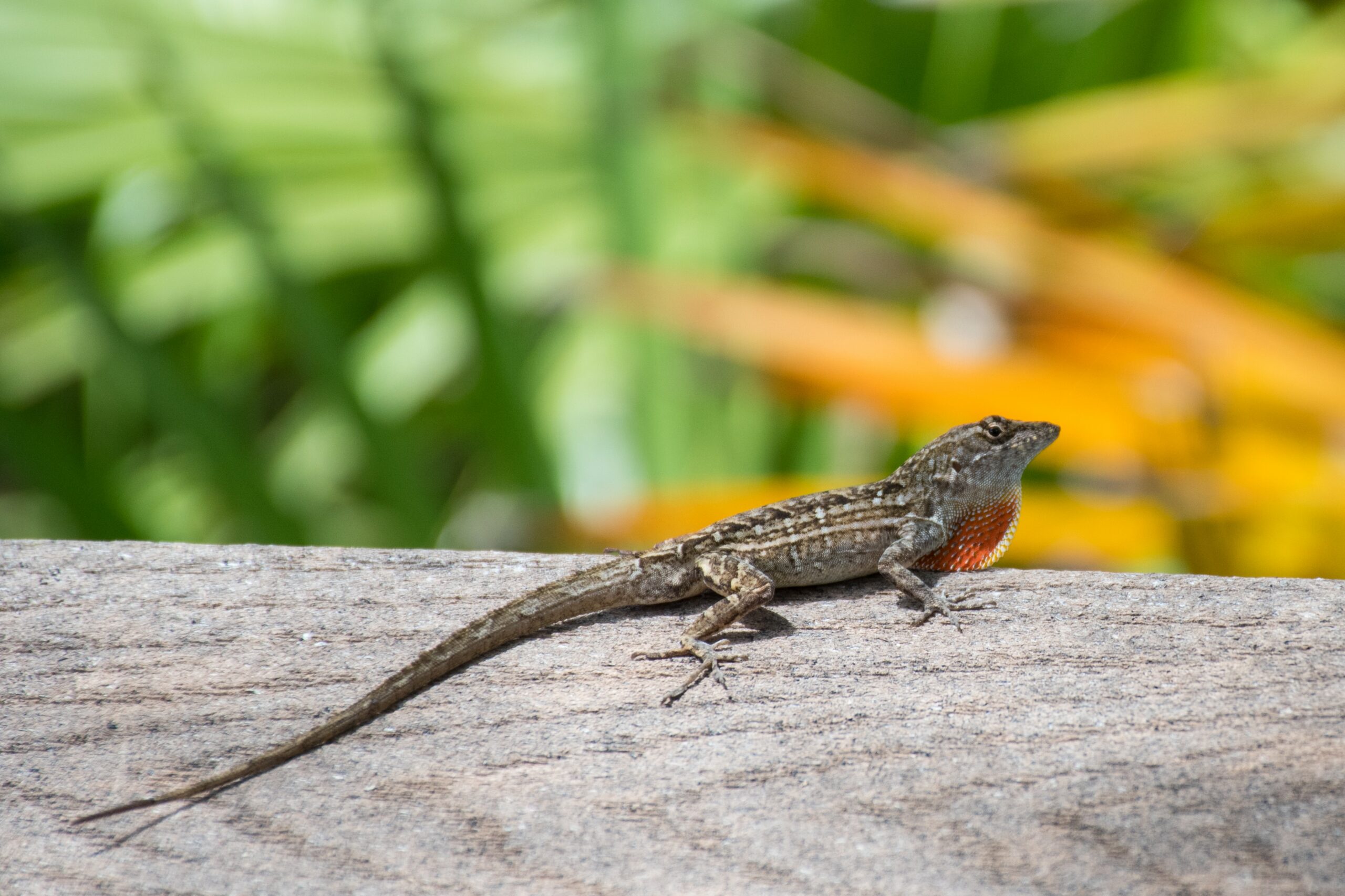  Lizard Species Are Best Suited for Reptile Education