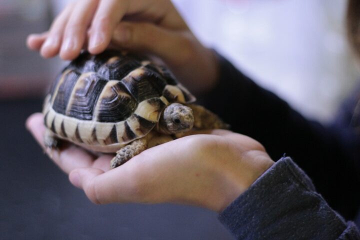 reptiles or animals can provide various benefits for reptiles