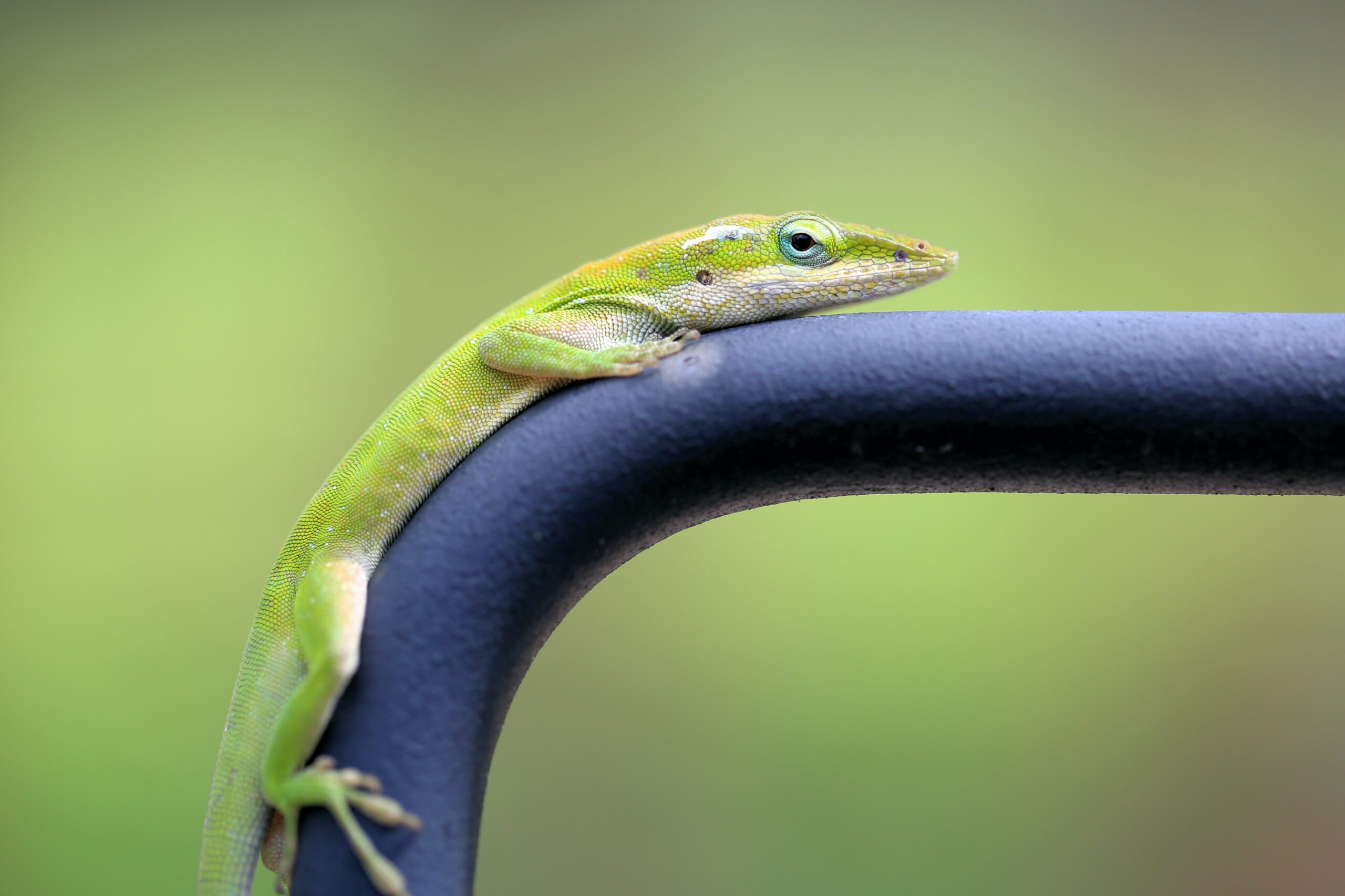  different types of pet lizards