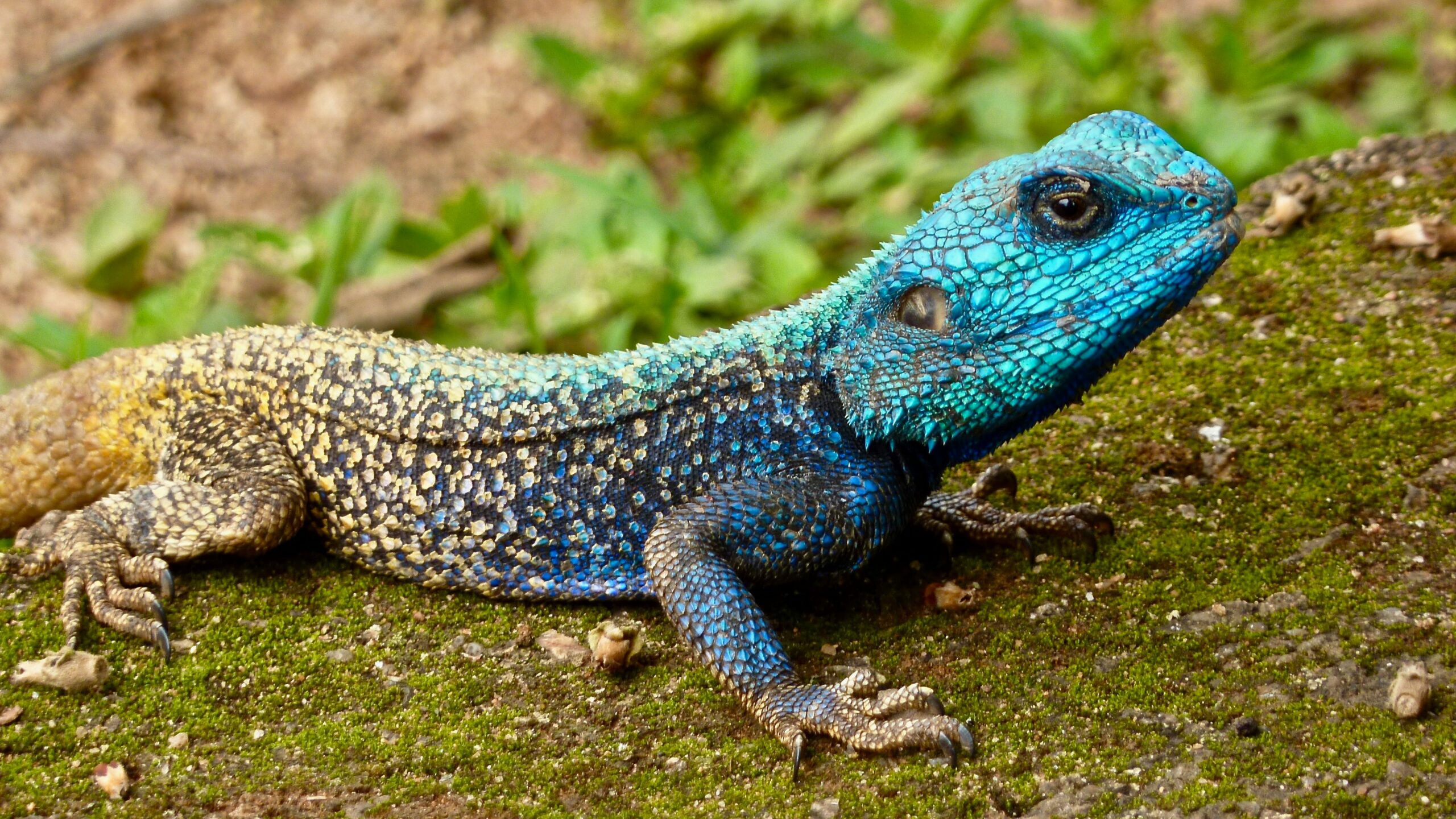 Beautiful scales of a medium-sized lizard