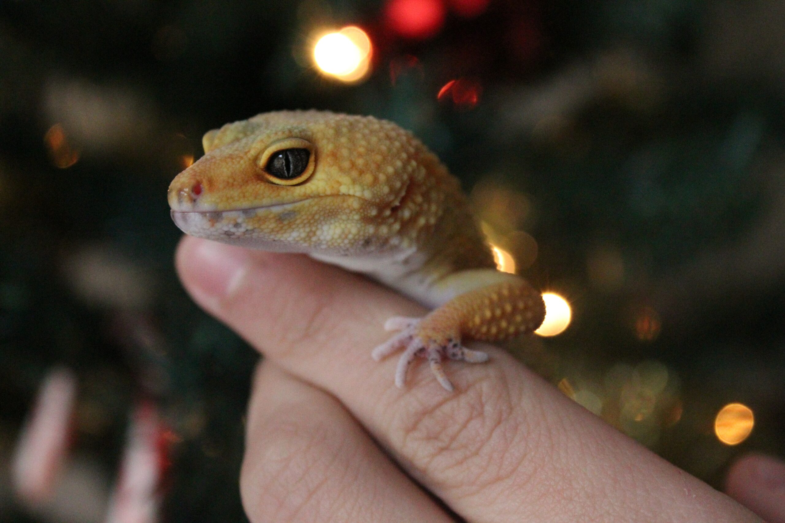 key considerations when caring for pet lizards