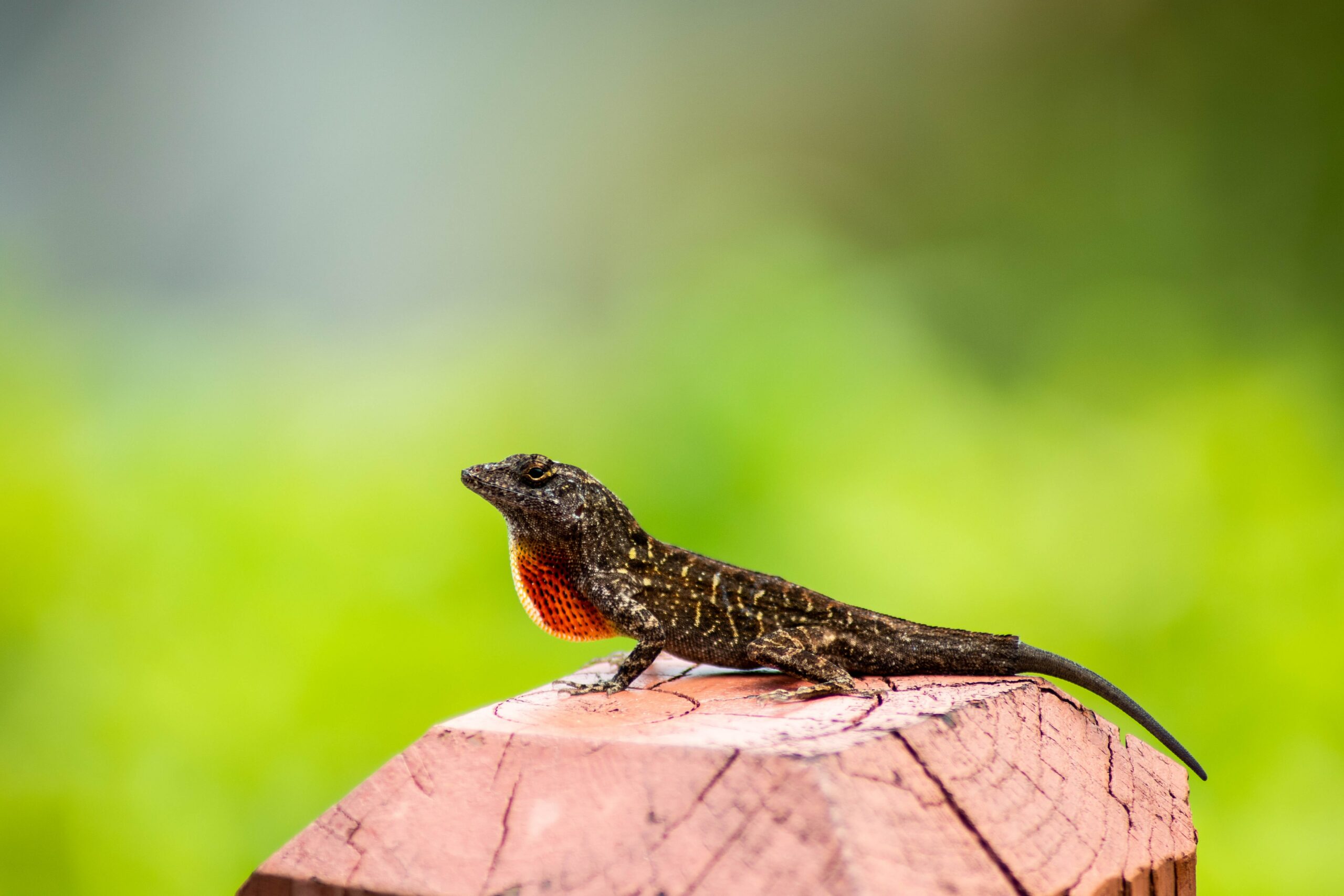 potential health issues to consider with pet lizards