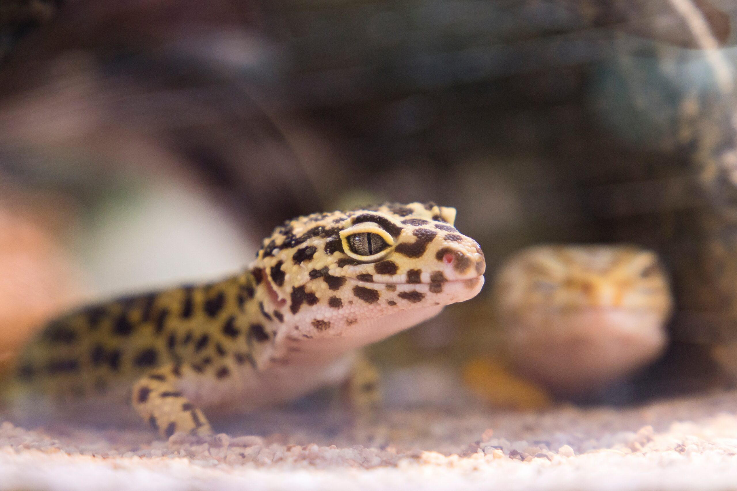 Medium-sized lizard showcasing vibrant colors