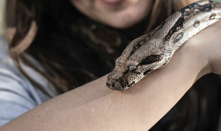 Interacting with reptiles