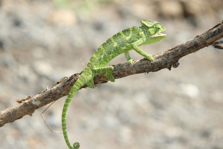 low-maintenance lizards