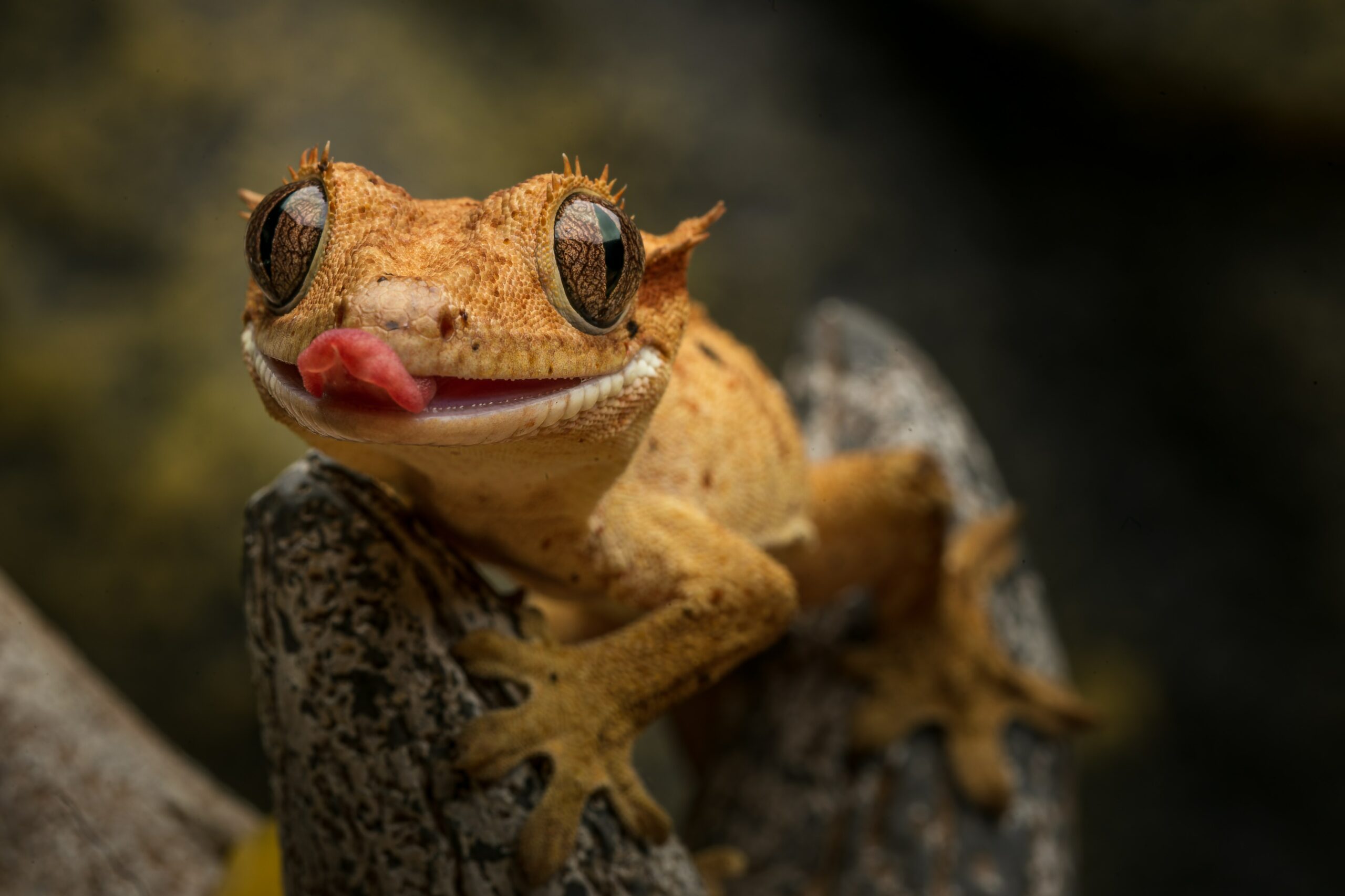 top low-maintenance lizard species