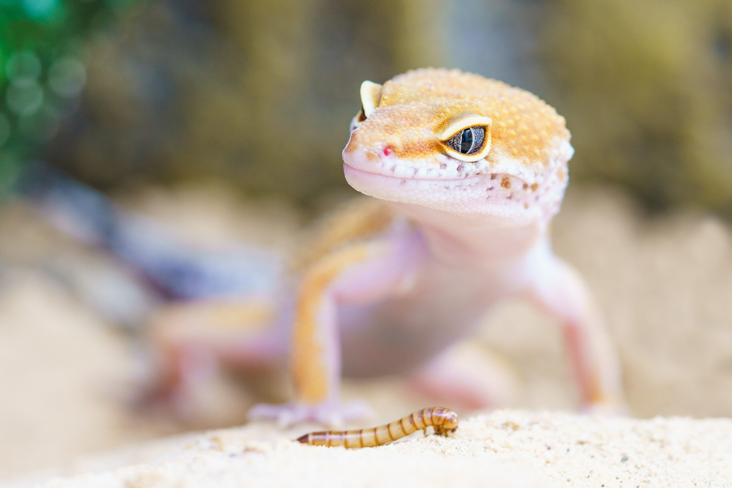 best lizard species for beginners