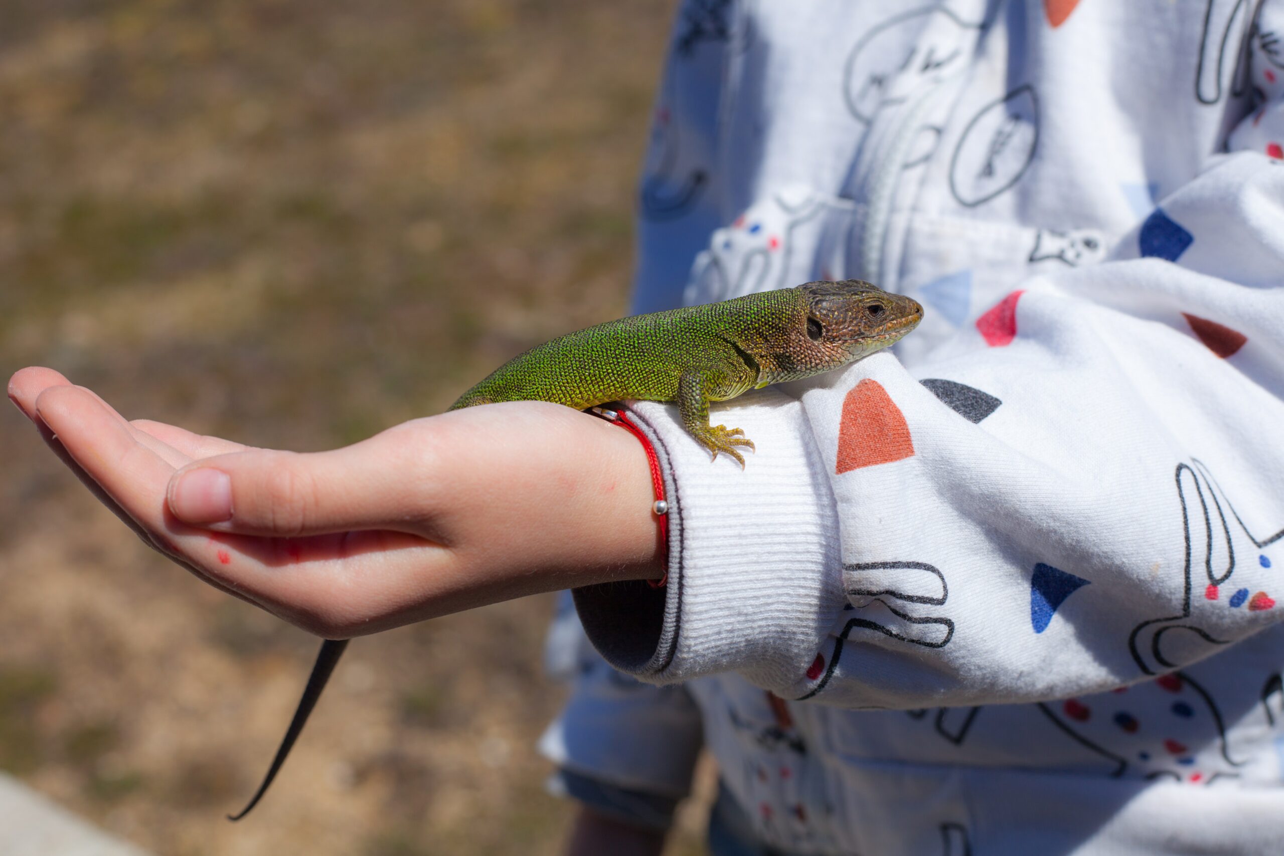  average lifespan and longevity of different lizard species