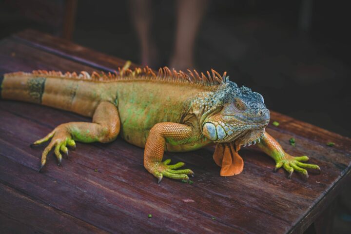 feeding low-maintenance lizards