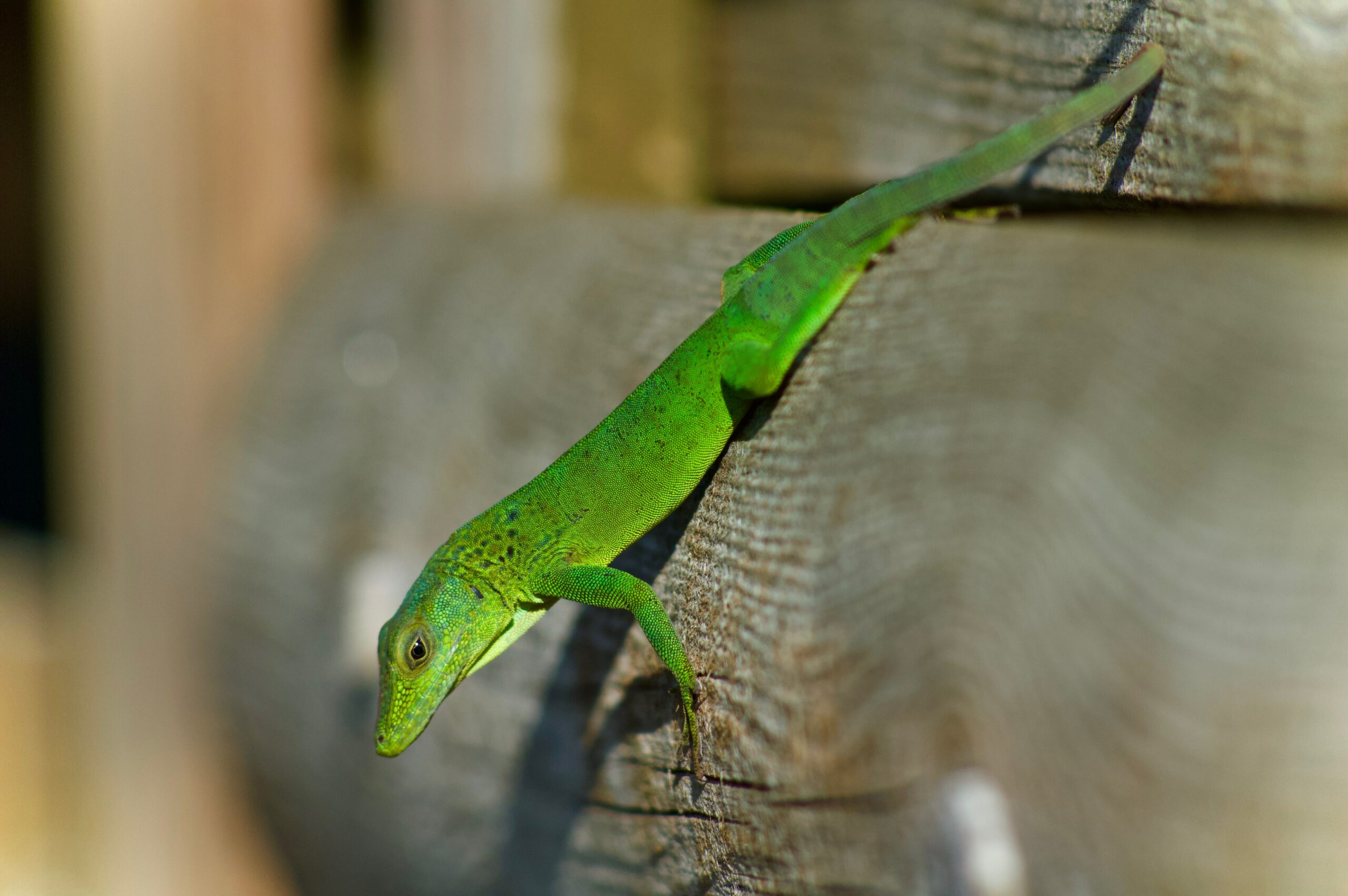 some common myths about pet lizards