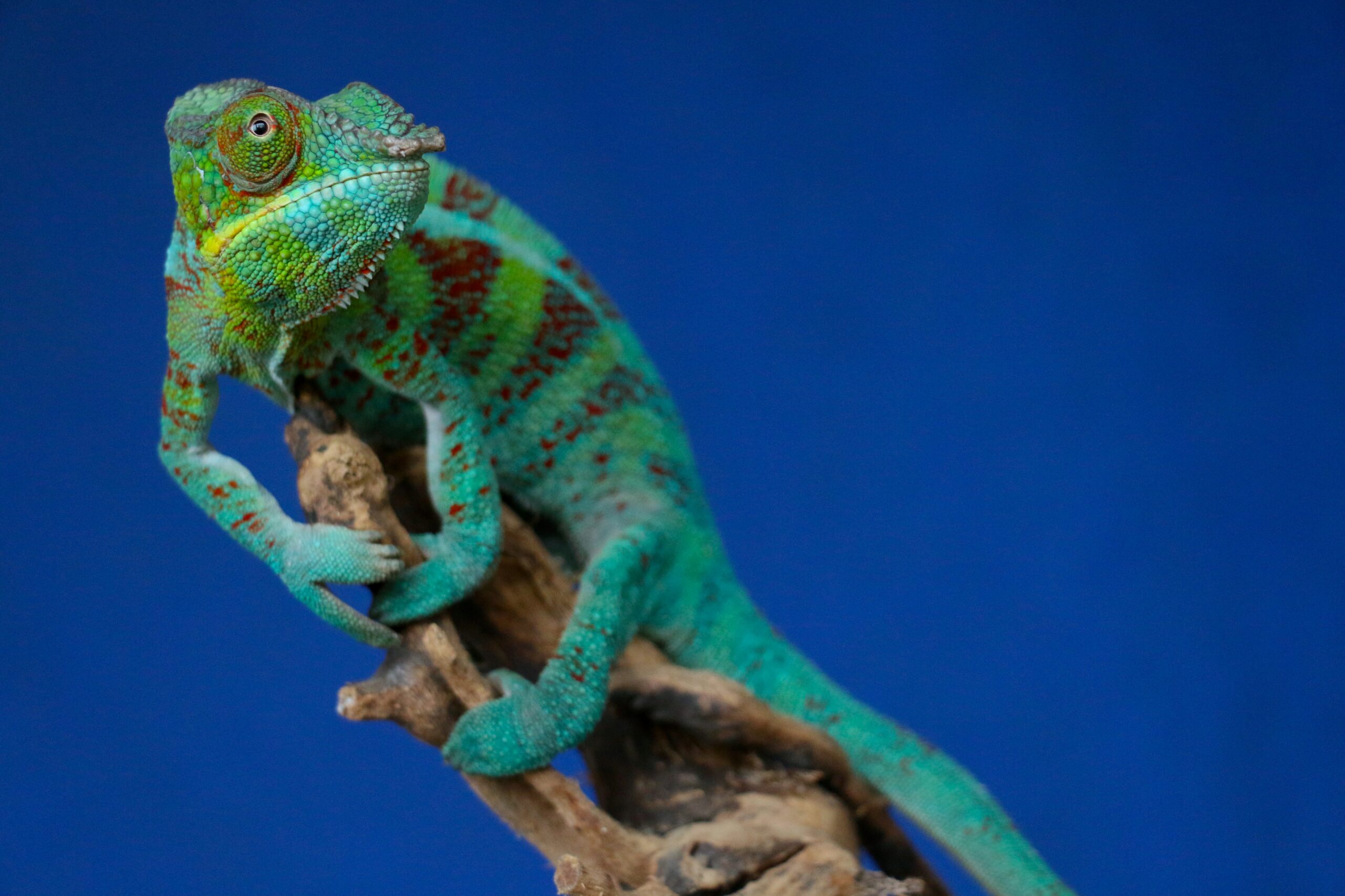  most exotic and rare pet lizards