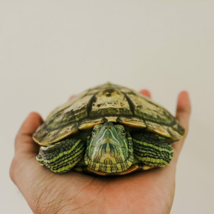 owning certain reptiles may require specific permits