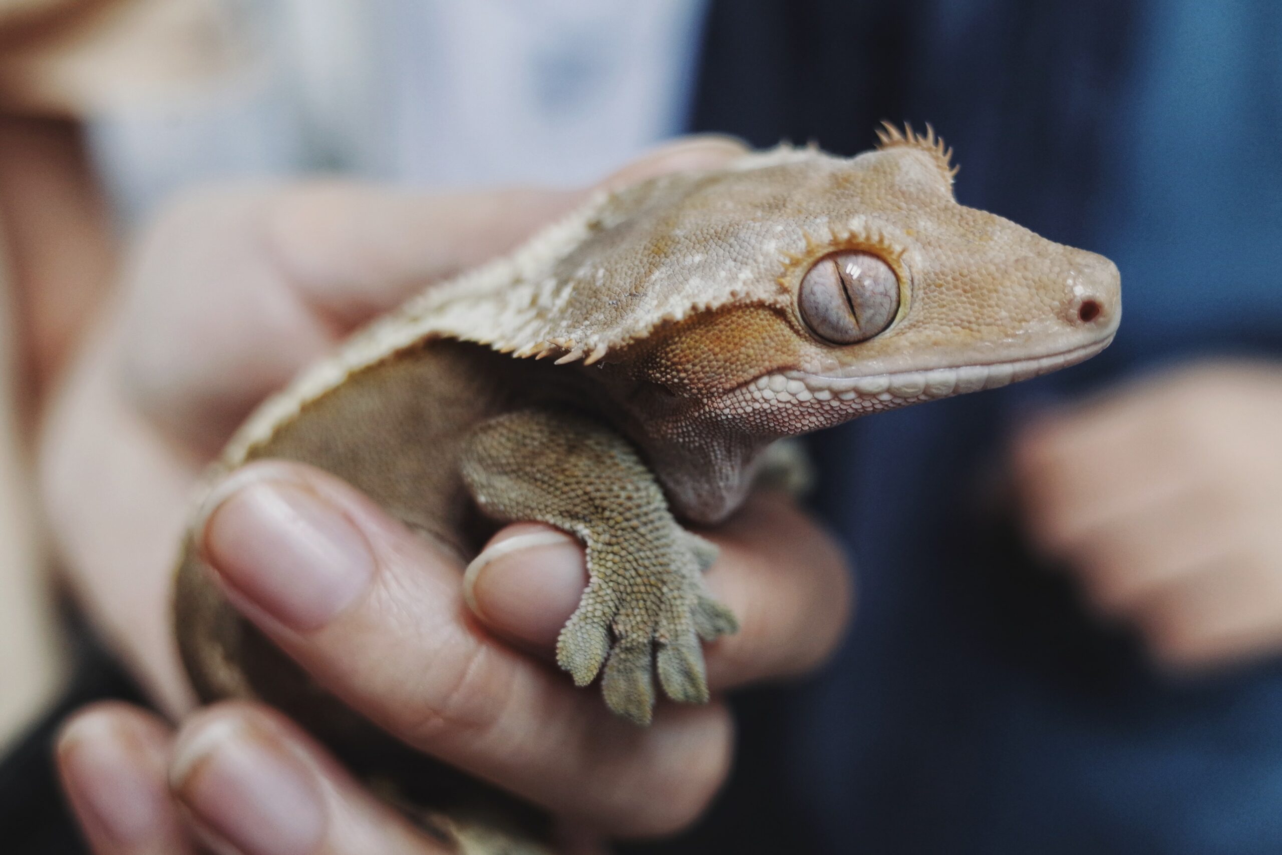 Key Considerations for First-Time Lizard Owners