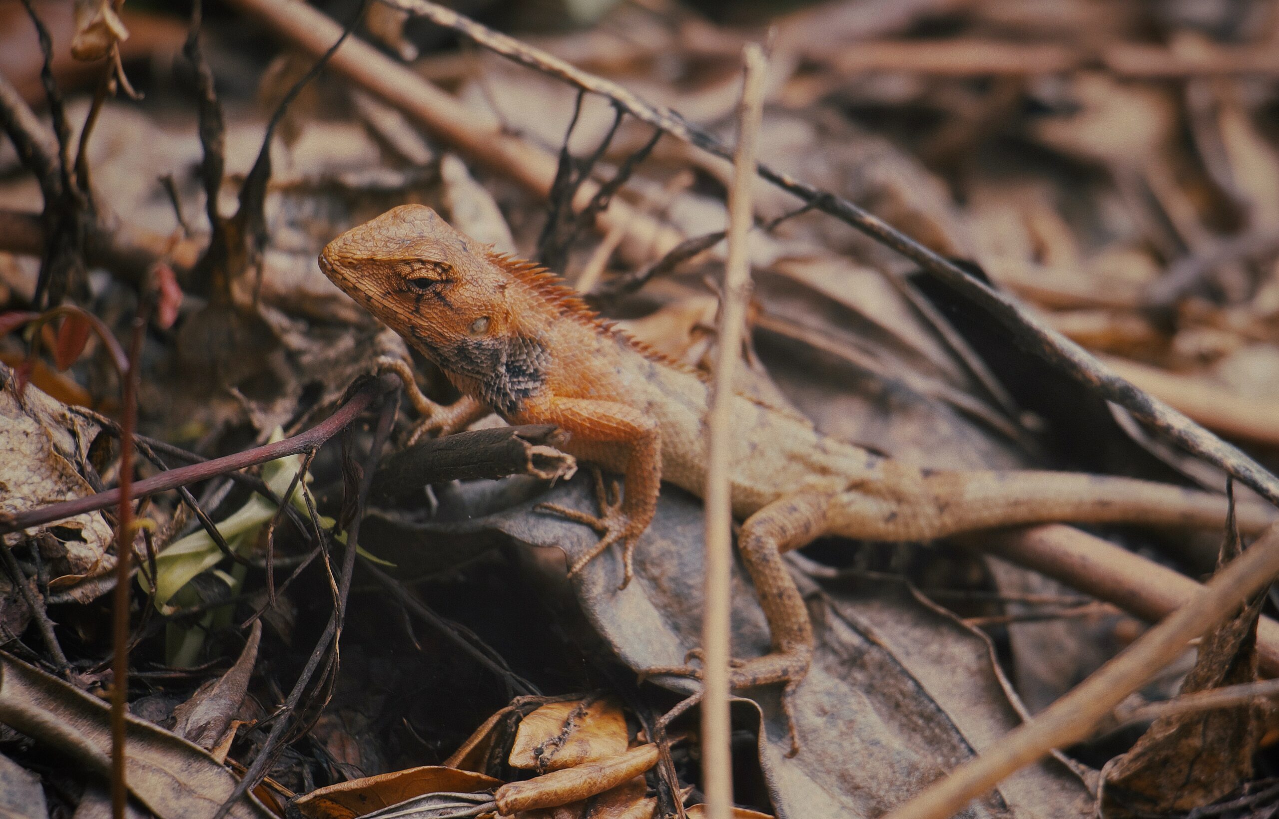 Lizard Species Demand Extra Attention and Expertise