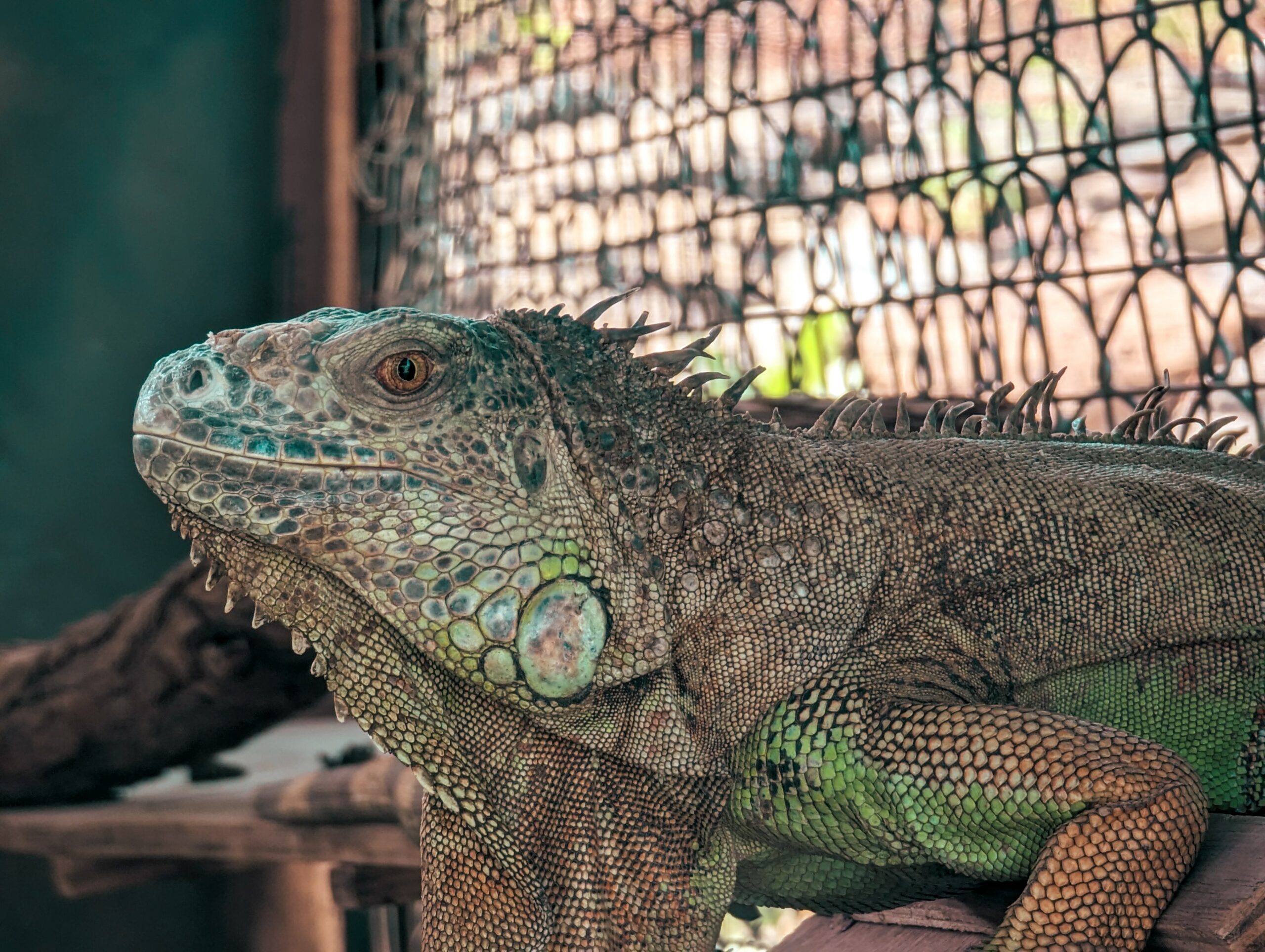 Dietary Needs of Pet Lizards